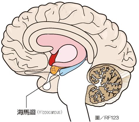 海馬迴作用|海馬迴與情緒：大腦中的隱藏力量